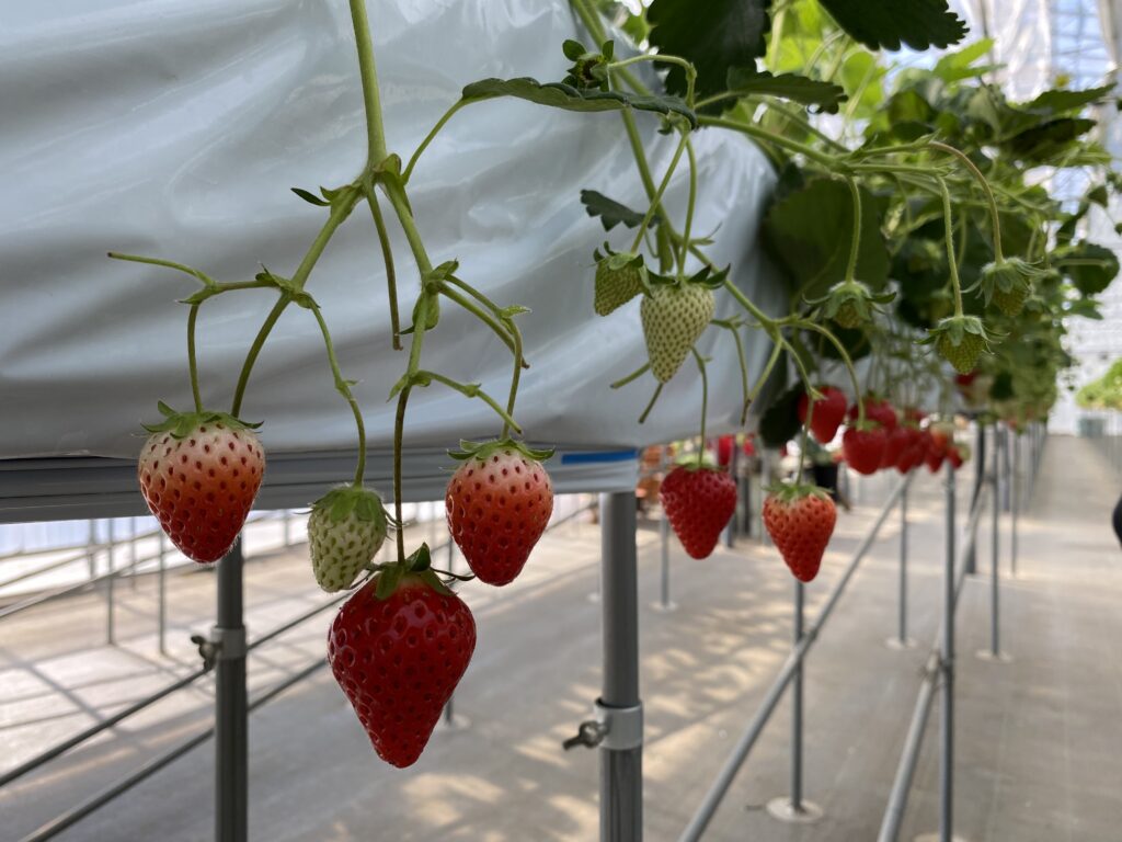 星空いちご園でいちご狩り