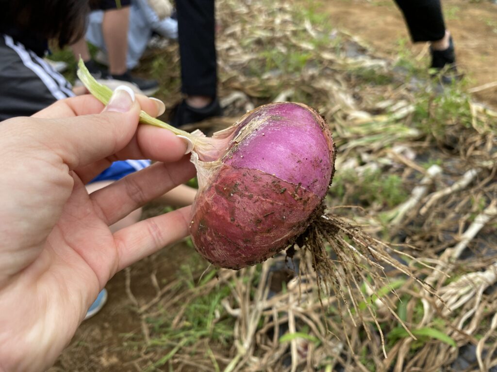 玉ねぎ