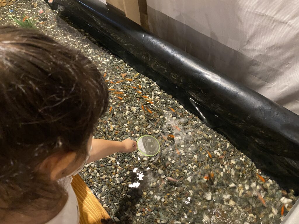 金魚すくい