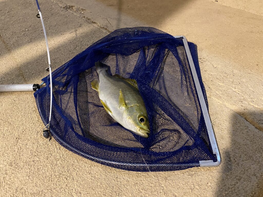 魚