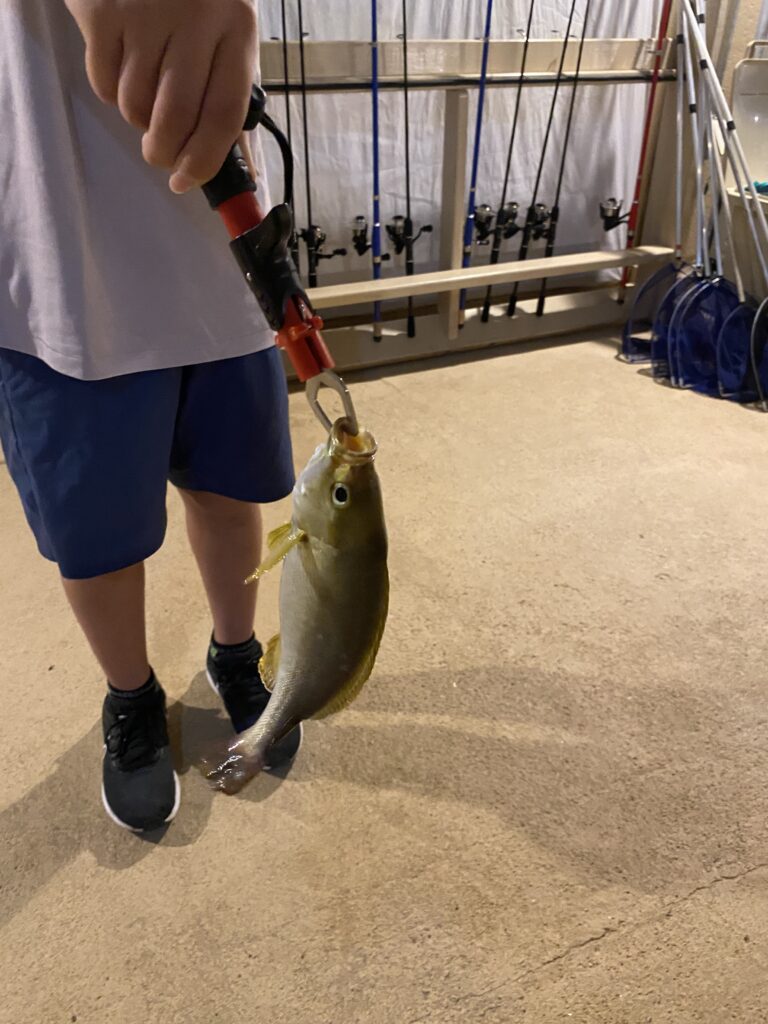 魚