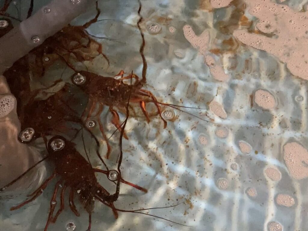 伊勢海老